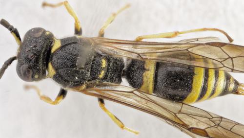 Réf. 295 250 : Symmorphus gracilis